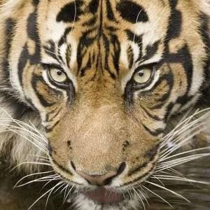 Meet your Posher, Kenneth